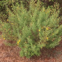 Crotalaria lunulata B.Heyne ex Wight & Arn.